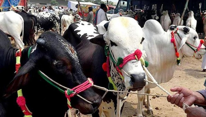 রাজশাহী বিভাগে সবচেয়ে বেশী কোরবানি হয়েছে