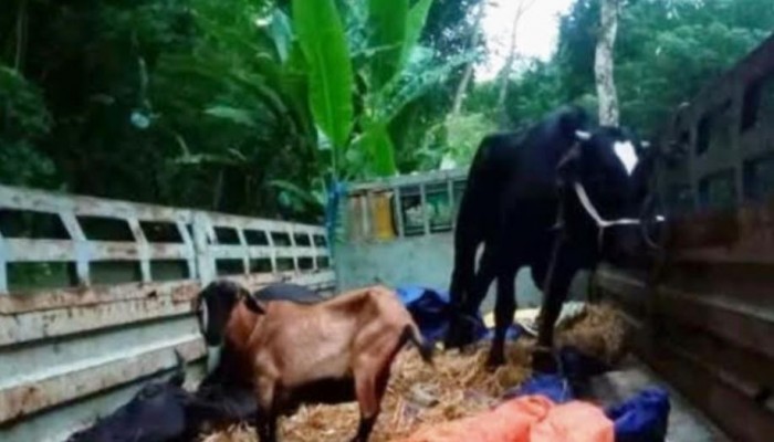 বরিশালে ট্রাকবর্তী গরু ও ছাগল ফেলে রেখে পালাল চোরচক্র!