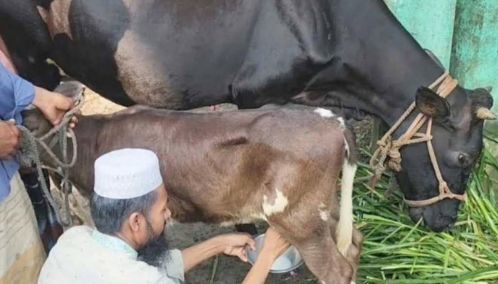 মানুষ মনে করছে অলৌকিক : জন্মের ২ দিন পর থেকেই দুধ দিচ্ছে বকনা বাছুর