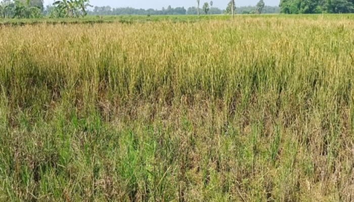 তানোরে বিষাক্ত কীটনাশক স্প্রে করে পোড়ানো হলো পরিপক্ক ধানক্ষেতের ফসল