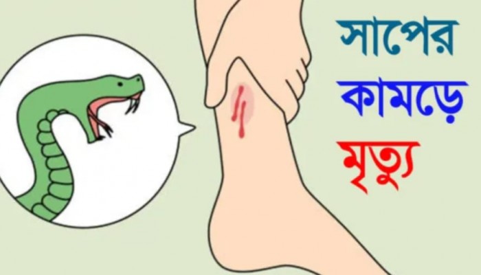 গলাচিপায় সাপের কামড়ে কৃষকের মৃত্যু,দুই গৃহবধূ আহত