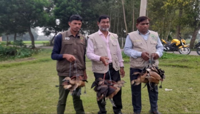 বন বিভাগের অভিযানে নবীগঞ্জে উদ্ধার ২০ বালিহাস পাখি দুই শিকারীর জরিমানা
