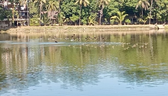 বোয়ালখালীতে ঝাঁকে ঝাঁকে অতিথি পাখির আগমন