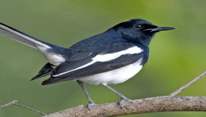 নীরব আকাশে হারিয়ে যাচ্ছে দোয়েল পাখি