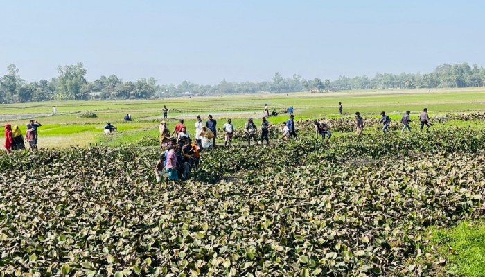 ​আদমদীঘিতে ডোবায় ভাসছিল লাশ, আতঙ্কে এলাকাবাসী