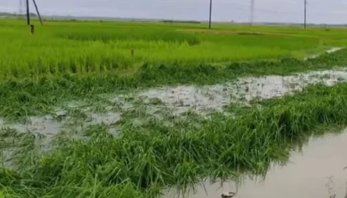 সুনামগঞ্জে হাওরে শিলাবৃষ্টি, ফসল নিয়ে দুশ্চিন্তায় কৃষক