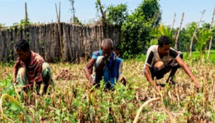 ​ভোলায় দিন দিন পিঁয়াজ চাষ জনপ্রিয় হয়ে উঠছে: ভালো ফলণে কৃষকের মুখে হাসি