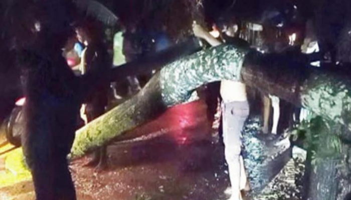 ​‎ঝড়ের তাণ্ডবে নবীগঞ্জে জনদুর্ভোগ, গাছ পড়ে সড়ক বন্ধ, বিদ্যুৎ নেই ঘণ্টার পর ঘণ্টা