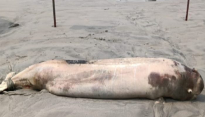 ​কুয়াকাটা সমুদ্রসৈকতে আবারও ভেসে এলো মৃত ইরাবতী ডলফিন !