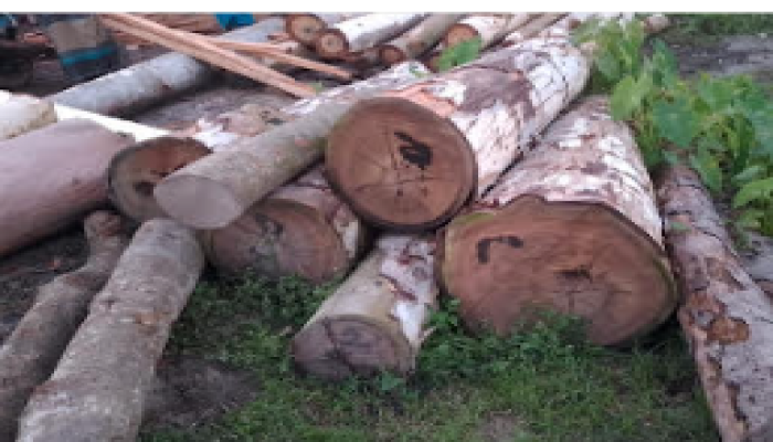 কুড়িগ্রামের ভূরুঙ্গামারীতে অবৈধভাবে সরকারি গাছ কর্তনের অভিযোগ