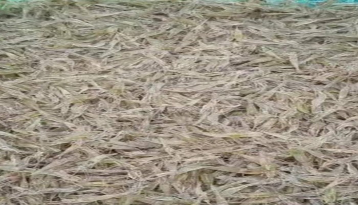 কাজিরহাট ইটের ভাটা সংলগ্ন এলাকায় অবৈধ রেণু ব্যবসার রমরমা, প্রশাসনের নজরদারি নিয়ে প্রশ্ন
