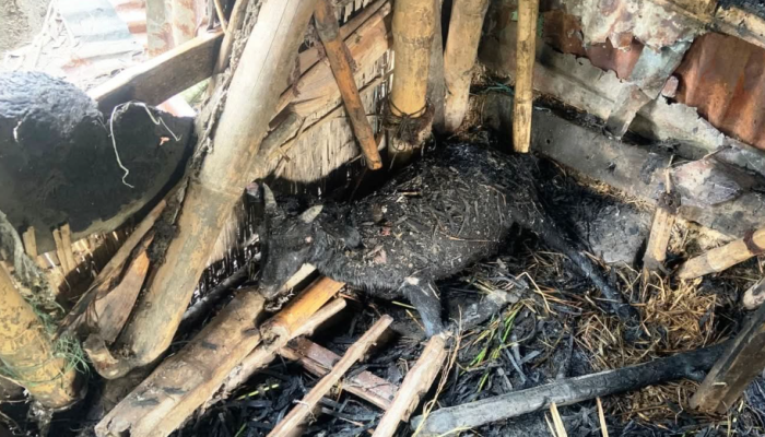​কেন্দুয়ায় গোয়ালঘরে অগ্নিকাণ্ডে পুড়ে মারা গেল ২ গাভী ও ৩ ছাগল