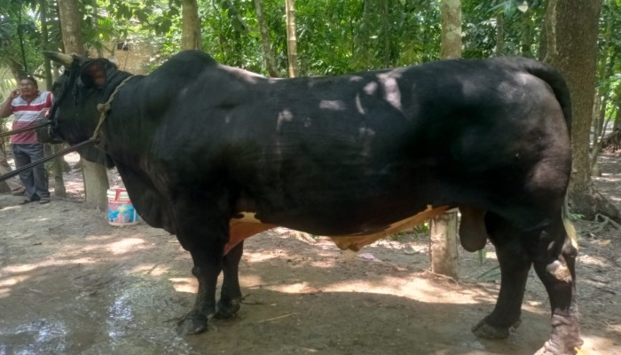 ক্রেতা সংকটে  ১৪শ' কেজির ‘বাদশা’