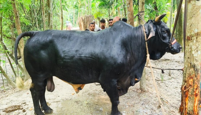 বরিশালে বৃহৎ আকৃতির কোরবানির গরু দেখতে মানুষের ভিড়