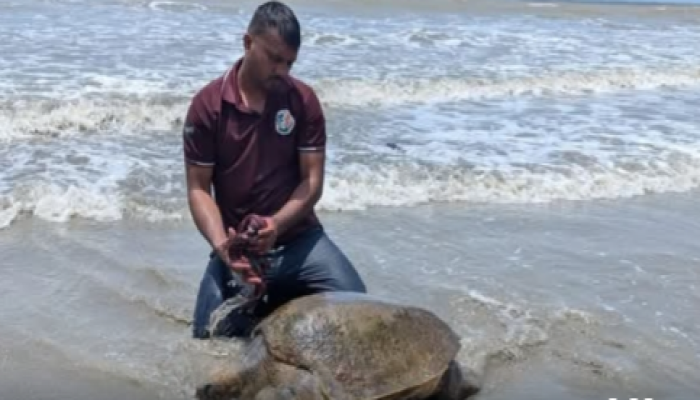 ​কুয়াকাটা সৈকতে ভেসে এলো বিরল প্রজাতির মা কচ্ছপ