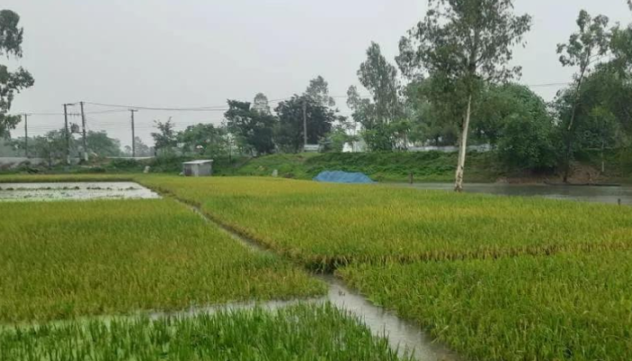 বৃষ্টির বাগড়ায় কুড়িগ্রামে বোরো ধান নিয়ে বিপাকে কৃষক, মাঠে পড়ে আছে ৫০ ভাগ ধান