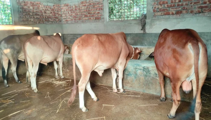দেবীগঞ্জে কোরবানির জন্য প্রস্তুত ২৩ হাজার পশু