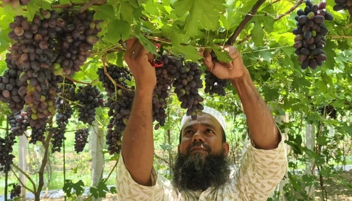 মহেশপুরে আঙুরচাষ বদলে দিয়েছে কৃষকের জীবন