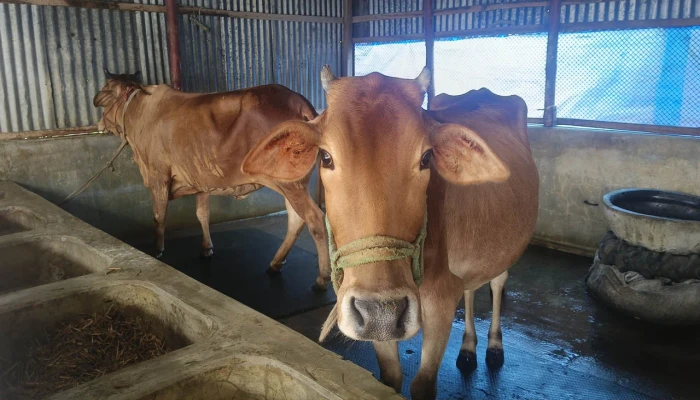 কুড়িগ্রামে খুরা ও লাম্পি রোগের প্রাদুর্ভাব, ক্ষতির আশঙ্কায় খামারিরা