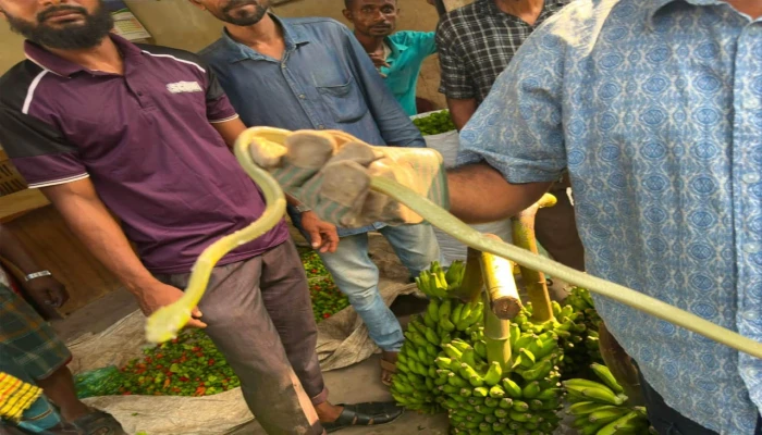 শ্রীমঙ্গলে বিপন্ন সবুজ ফণিমনসা সাপ উদ্ধার