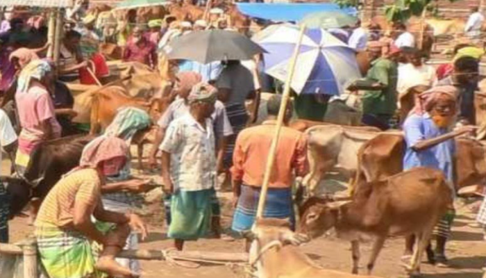 ক্রেতা শুন্যতায় দুশ্চিন্তায় কুড়িগ্রামের প্রান্তিক খামারিরা