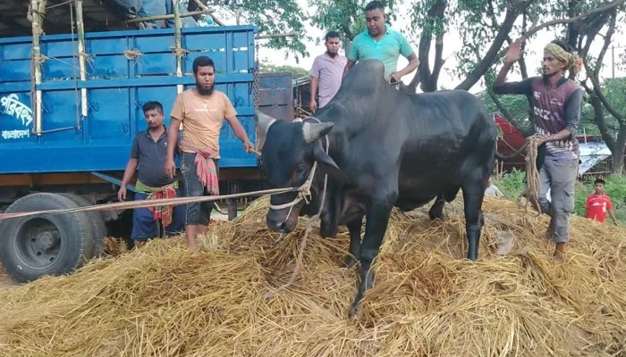 চট্টগ্রামে পশুর হাট নিয়ে ইজারাদারদের দুই গ্রুপে বিরোধ