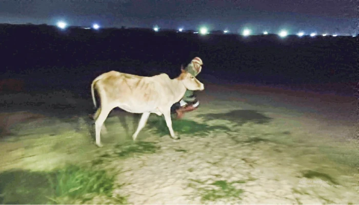 চাঁপাই সীমান্ত দিয়ে ঢুকছে ভারতীয় গরু, আতঙ্কে খামারিরা