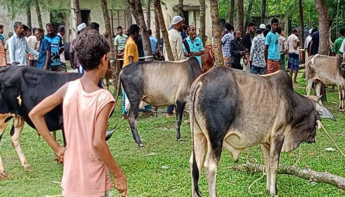 কাউখালীতে খাজনা ছাড়াই পশুর হাটে বেচাকেনা