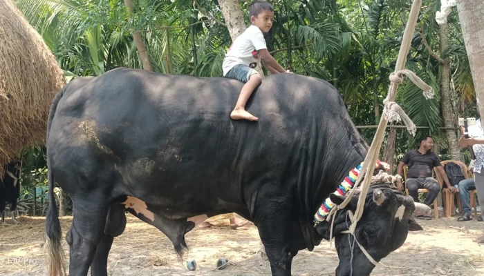 খালেদা জিয়ার উপহারের সেই ‘কালা মানিক’ বিক্রি হলো ২০ লাখে