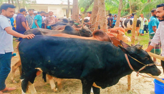 কোরবানী উপলক্ষে কাউখালীতে চার পশুর হাটের খাজনা মওকুফ/ খুশি ক্রেতা-বিক্রেতারা