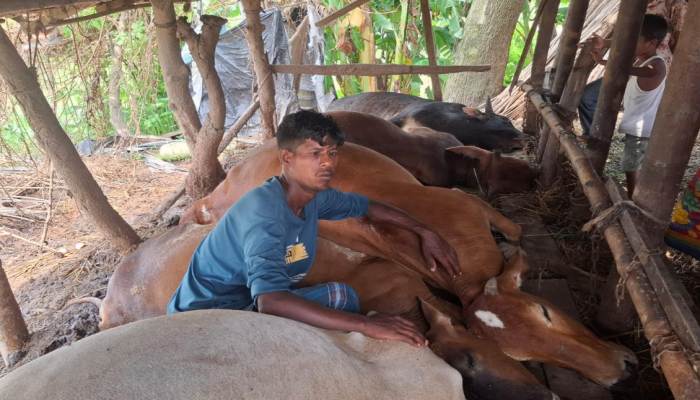 বজ্রপাতে ৫টি গরু মারা যাওয়ায় নিঃস্ব অসহায় সাহাব আলী: হিজলা উপজেলা নির্বাহী অফিসারের দৃষ্টি আকর্ষণ