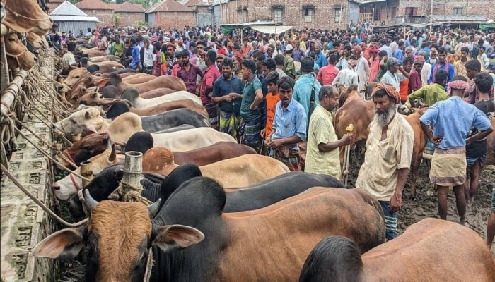 কুড়িগ্রামের হাটগুলোতে নেই ভারতীয় গরু, দেশি গরুই ভরসা