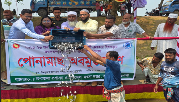 তানোরে বিল কুমারী বিলে মাছের পোনা অবমুক্ত করন
