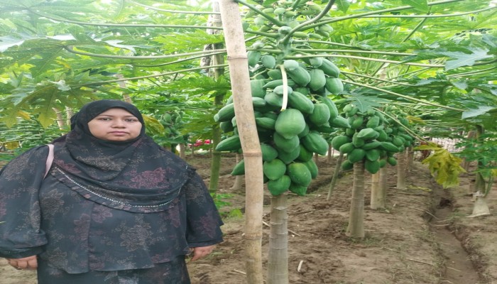 উপসহকারী কৃষি কর্মকর্তা মোতাহারা বেগম তুহিনের প্রচেষ্টায় নাইক্ষ্যংছড়িতে পেঁপে চাষে সাফল্য, চাষিদের মুখে হাসি