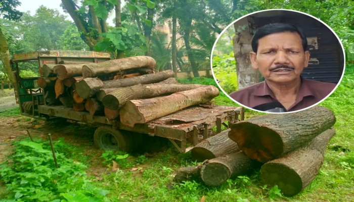 বদলগাছীতে সামাজিক বনায়নের গাছ কেটে উজাড়, অবশেষে কয়েকটি গাছের টুকরো সহ দোষীকে জব্দ