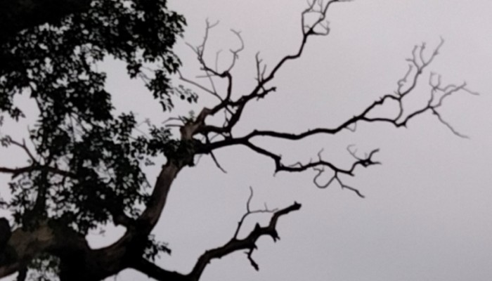 হাটপাঙ্গাসী সড়কে গাছের মরা ডালের ভয়াবহ দুর্ঘটনার আশঙ্কা করছেন এলাকাবাসী