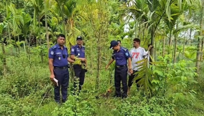 কুড়িগ্রামে সুপারির বাগানে গাঁজা চাষের অভিযোগ: অভিযান চালিয়ে চারটি গাঁজা গাছ জব্দ করল পুলিশ