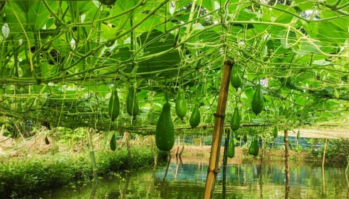লেখাপড়া ও রাজনীতির পাশাপাশি কৃষিতে বিপ্লব: কাউখালীতে দৃষ্টান্ত গড়লেন ছাত্রদল নেতারা
