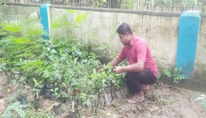 কুড়িগ্রামের বৃক্ষপ্রেমী আনোয়ার; ১২ বছরে লাগিয়েছেন ১২ হাজার গাছ