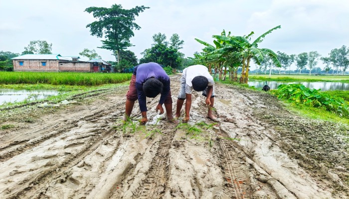 বীরগঞ্জে কাদাযুক্ত সড়কে ধানের চারা রোপণ করে শিশুদের নীরব প্রতিবাদ