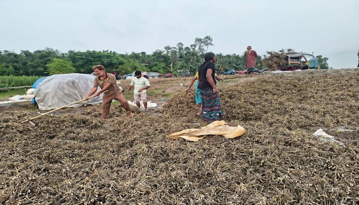 কুড়িগ্রামে বাদামের বাম্পার ফলন হলেও বৃষ্টিতে ক্ষতির মুখে শতাধিক কৃষক