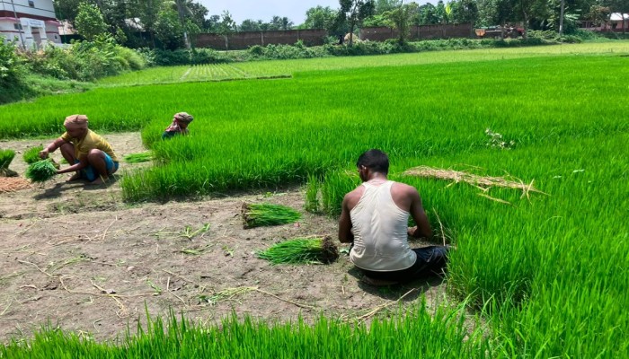 পর্যাপ্ত বৃষ্টিতে সবুজে ভরছে মাঠ, ব্রাহ্মণপাড়ায় আমন চাষে কৃষকের স্বপ্ন বুনন