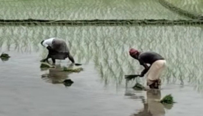 চলতি মৌসুমে রোপা আমন ধান চাষে ব্যস্ত সময় পার করছেন রায়গঞ্জের কৃষকেরা