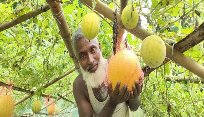জুড়ীতে মাচায় ঝুলছে অমৌসুমি তরমুজ