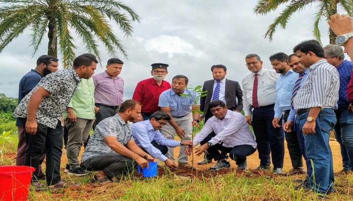 কুবিতে ব্র্যাক ব্যাংকের সহায়তায় ৩৫০০ দুর্লভ প্রজাতির গাছের চারা রোপণ শুরু