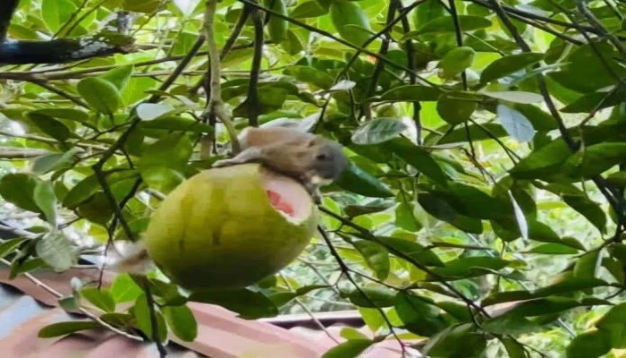 কাঠবিড়ালির জাম্বুরা খাওয়ার দৃশ্য মোবাইলবন্দি!