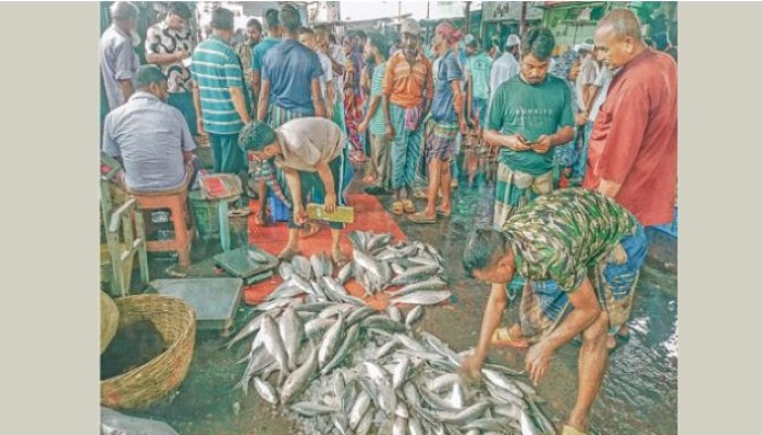 ইলিশের জন্য হা'হা'কা'র বরিশালের আড়ত শূন্য