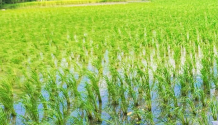 কাউখালীতে আমন মৌসুমে সারের সরবরাহ স্বাভাবিক রাখতে কঠোর মনিটরিং: ন্যায্যমূল্যে সার পেয়ে খুশি কৃষক