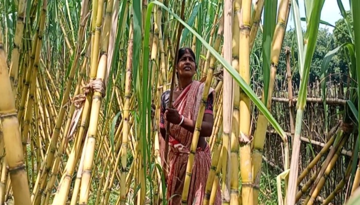 ফুলবাড়ীতে আঁখ চাষে লাভবান কৌশিক রায় ও তার পরিবার