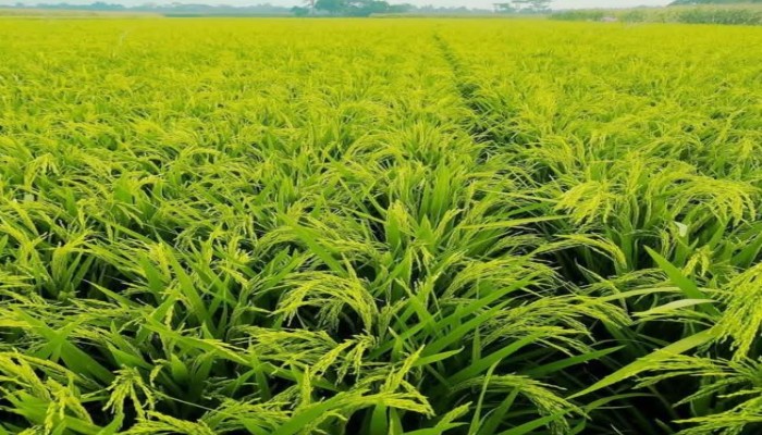 কটিয়াদী মাঠ ভরা সবুজ ধানের শীষে কৃষকের স্বপ্ন